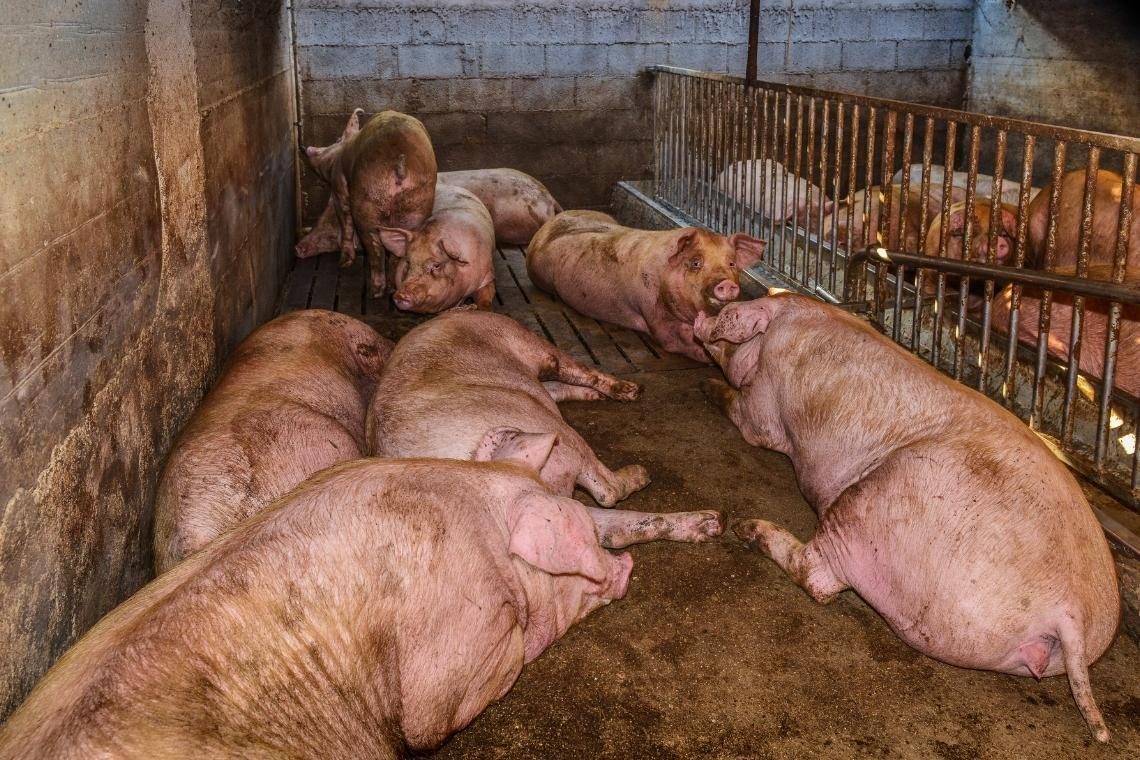 Nekdanja vodilna v Mipu zavračata očitke o oškodovanju Prašičereje Podgrad