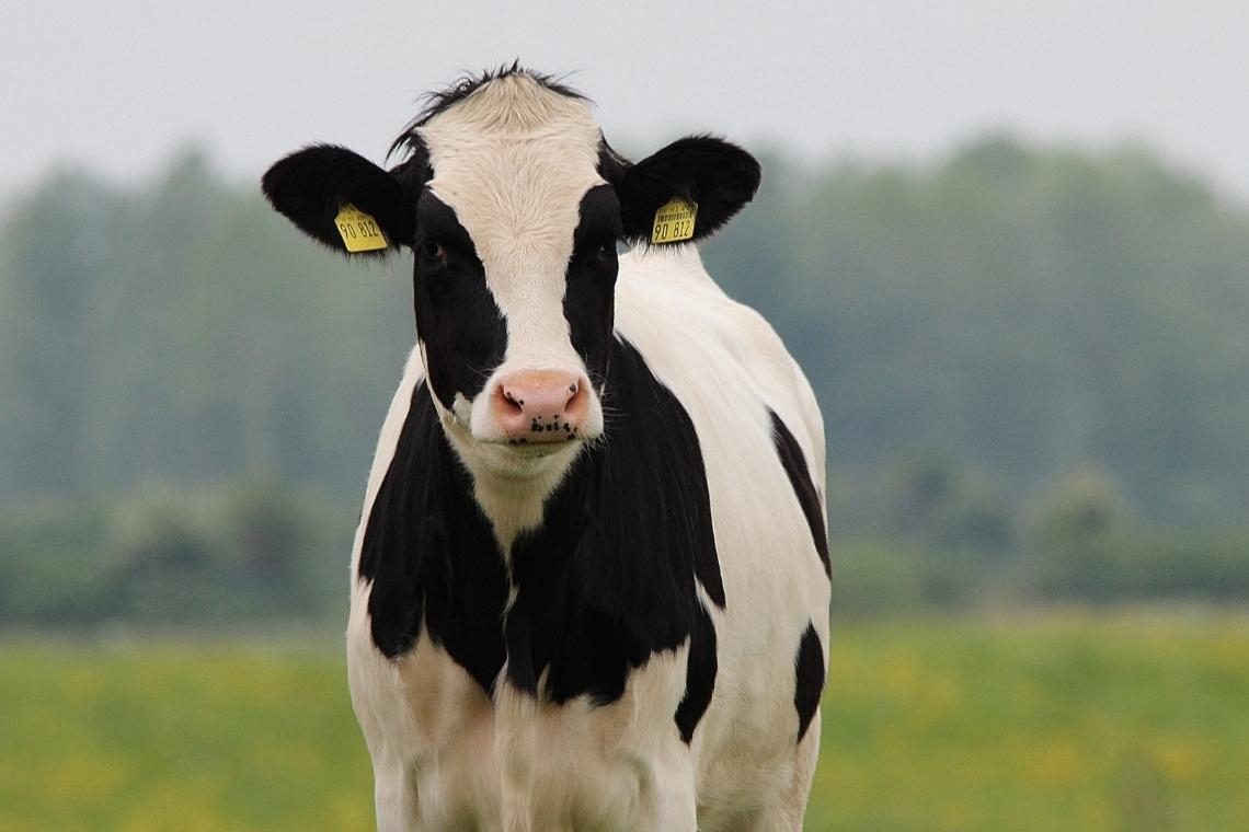 Na pašniku ubili kravo in odnesli le okončine