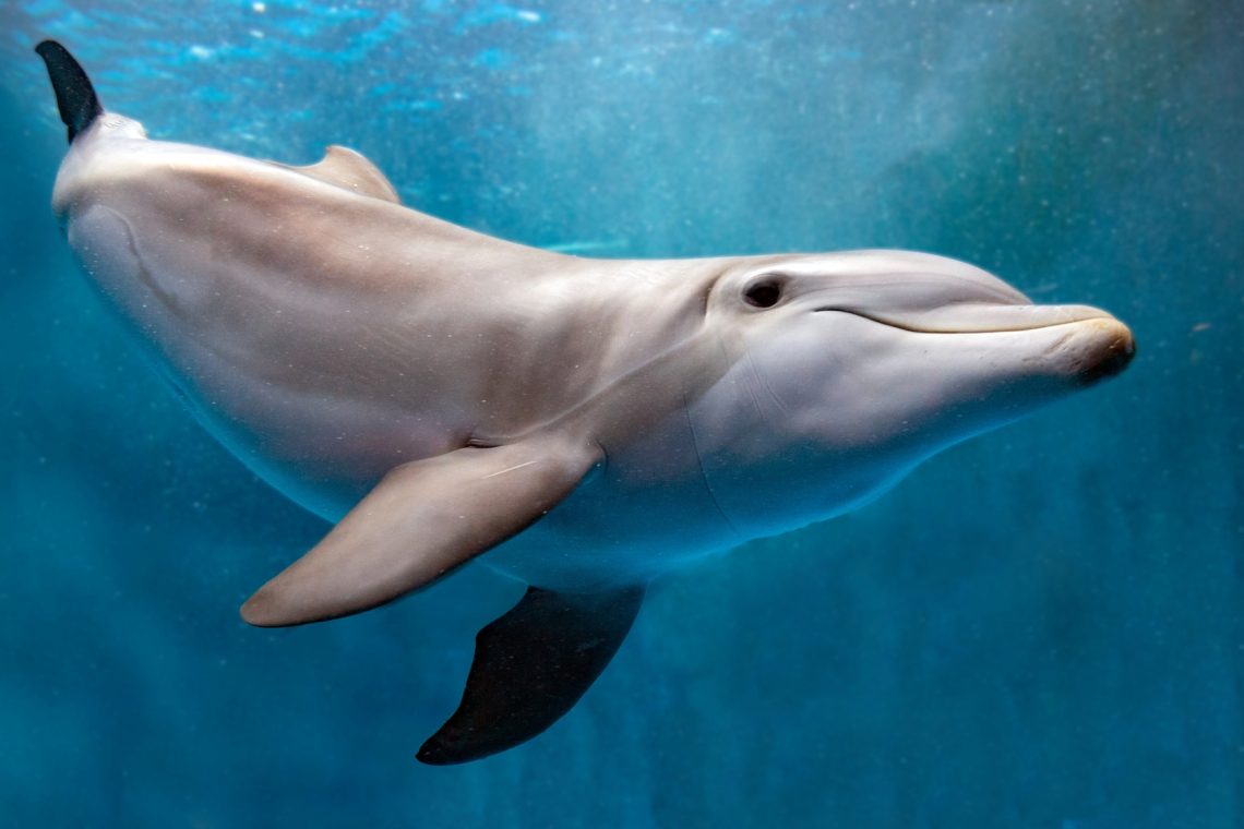 Poginuli delfin v slovenskem morju ustreljen