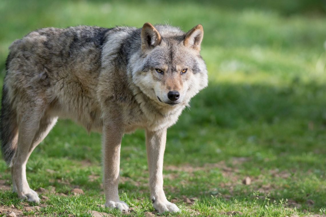 Volk na Spodnji Dobravi pri Kropi pokončal 15 ovc in jagnjet