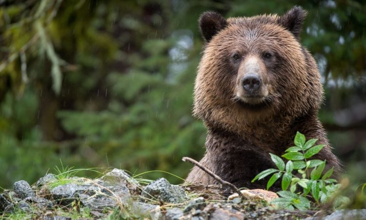 Kako ravnati ob srečanju z medvedom in kako poskrbeti za varno sobivanje z velikimi zvermi?