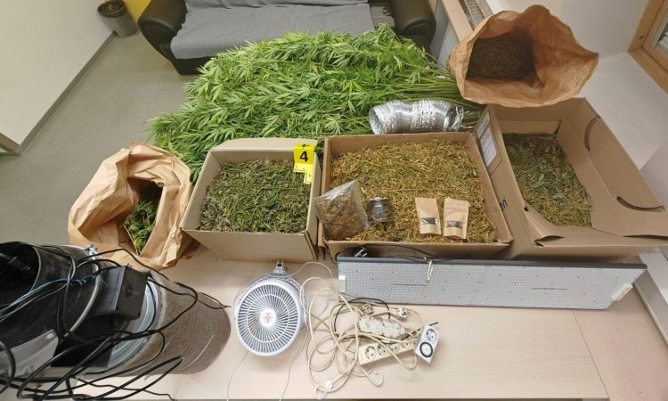 Policisti v Cerknici zasegli prirejen prostor in pet kilogramov konoplje