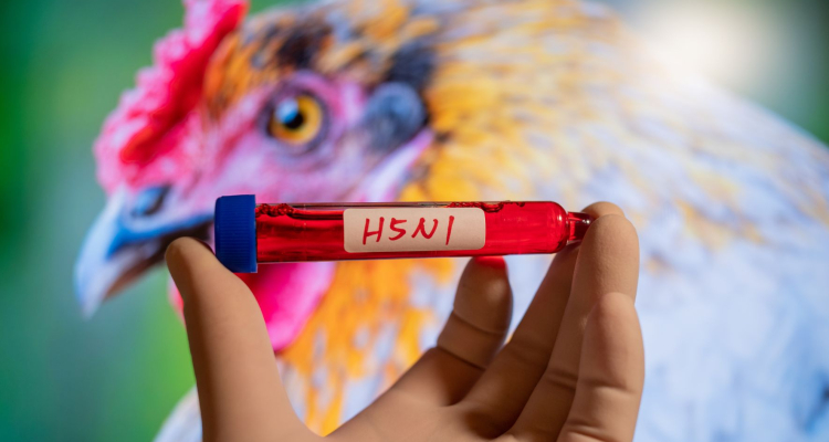 V ZDA prvi potrjeni primer ptičje gripe H5N5 pri človeku