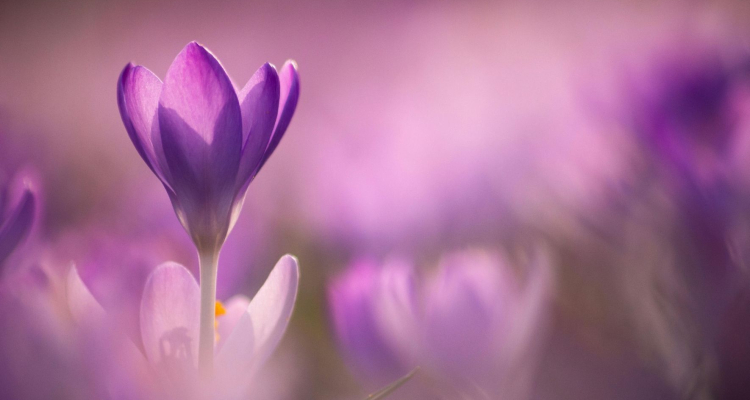 Pomladno dogajanje v Supernovi Novo mesto