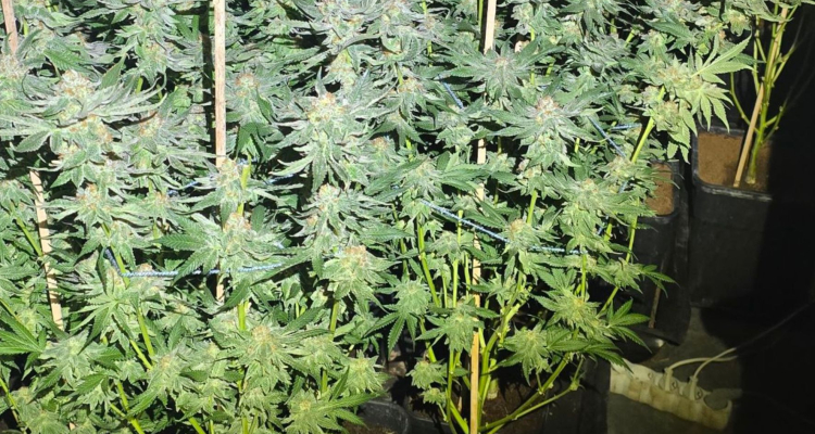 V Trbovljah odkrili nasad z več kot 900 sadikami konoplje